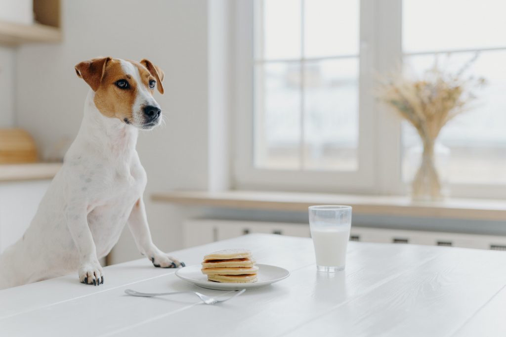 Pedigree dog poses at white desk, wants to eat pancake and drink glass of milk